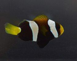 Amphiprion Clarkii (Black) - Djm Allevato Europa M