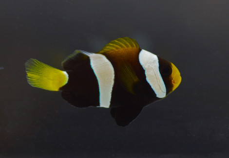 Amphiprion Clarkii (Black) - Djm Allevato Europa M