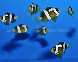 Amphiprion Clarkii (Picasso) - Allevato Europa M