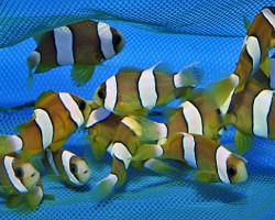 Amphiprion Clarkii (Yellow) Allevato Europa M