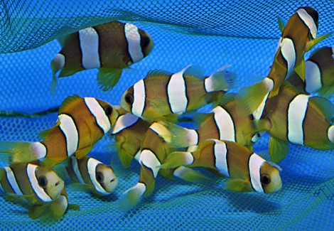 Amphiprion Clarkii (Yellow) Allevato Europa M