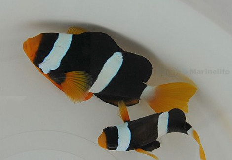 Amphiprion Clarkii Ml