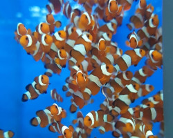 Amphiprion Ocellaris -  Allevato Europa Xs