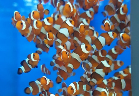 Amphiprion Ocellaris - Djm Allevato Europa M