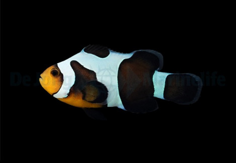 Amphiprion Ocellaris (Black Gladiator) - Djm Allevato Europa M