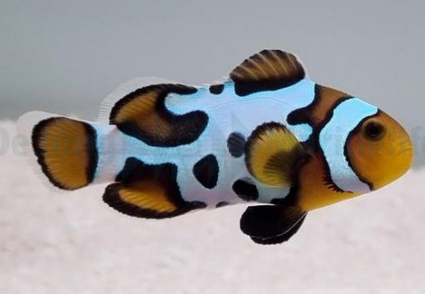 Amphiprion Ocellaris (Black Snowflake) - Djm Allevato Europa M