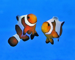 Amphiprion Ocellaris Fancy White (Coppia) - Allevato Europa M