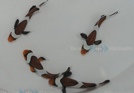 Amphiprion Ocellaris Mocha Allevato Europa Ml