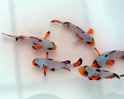 Amphiprion Ocellaris Premium Snowflake (Coppia) - Allevato Europa M