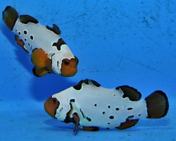 Amphiprion Ocellaris Snow Onyx (Coppia) Allevato Europa