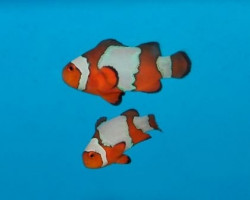 Amphiprion Ocellaris Snowflake (Coppia)