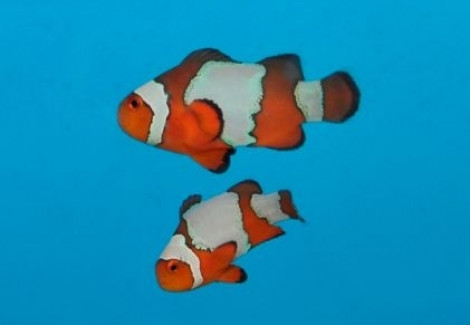 Amphiprion Ocellaris Snowflake (Coppia)