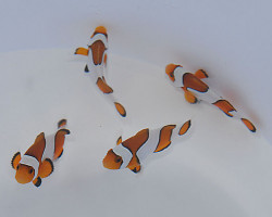 Amphiprion Ocellaris Vivid Fancy Allevato Europa M