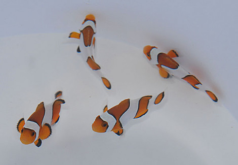 Amphiprion Ocellaris Vivid Fancy Allevato Europa M