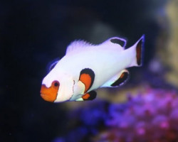 Amphiprion Ocellaris Wyoming White (Coppia)