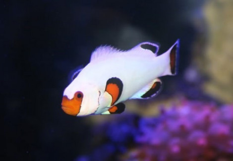 Amphiprion Ocellaris Wyoming White (Coppia)