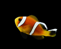 Amphiprion Omanensis - Djm Allevato Europa M