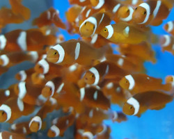 Amphiprion Percula - Djm Allevato Europa M