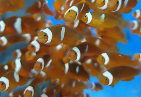 Amphiprion Percula - Djm Allevato Europa M