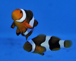 Amphiprion Percula (Black) (Coppia)