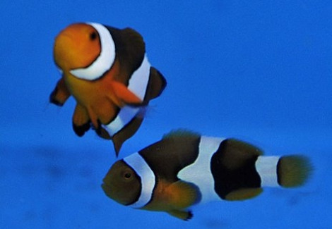 Amphiprion Percula (Black) Allevato Europa S