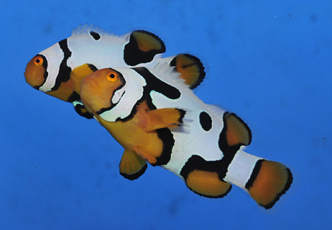 Amphiprion Percula (Premium Picasso) - Djm Allevato Europa M