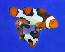 Amphiprion Percula Black Picasso (Coppia) Ml