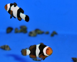 Amphiprion Percula Onyx - Allevato Europa S