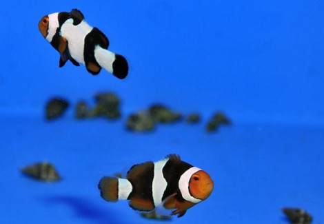 Amphiprion Percula Onyx (Coppia)