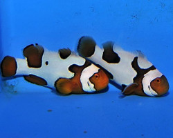 Amphiprion Percula Picasso (Coppia) Allevato Europa M