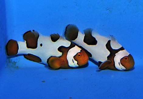 Amphiprion Percula Picasso (Coppia) Allevato Europa M