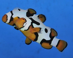 Amphiprion Percula Premium Picasso Allevato Europa S