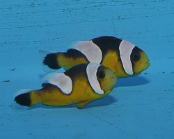 Amphiprion Polymnus (Gold) Allevato Europa S