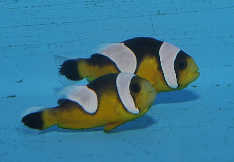 Amphiprion Polymnus (Gold) Allevato Europa S