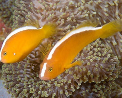 Amphiprion Sandaracinos Allevato Europa S