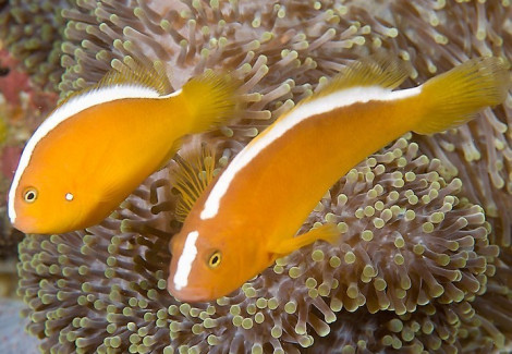 Amphiprion Sandaracinos Allevato Europa S