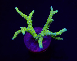 Anacropora Spp. (Green Goblin) (Frag) M