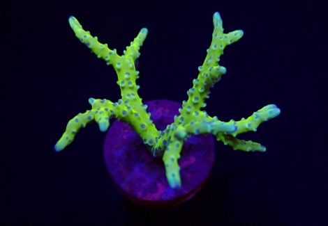 Anacropora Spp. (Green Goblin) (Frag) M