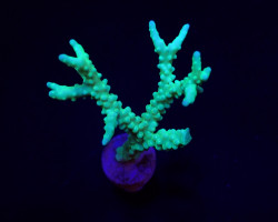 Anacropora Spp. (Yellow-Green) (Frag) M