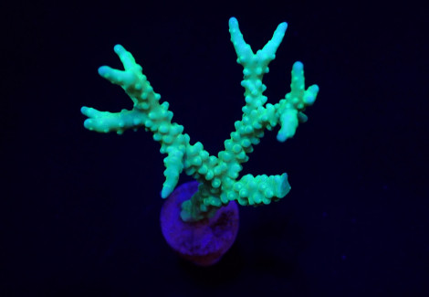 Anacropora Spp. (Yellow-Green) (Frag) M