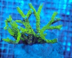 Anacropora Spp. (Yellow-Green) M