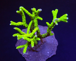 Anacropora Spp. (Yellow-Green) S