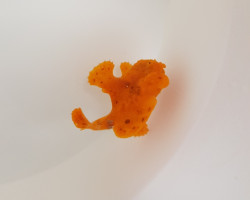 Antennarius Spp. (Orange) M