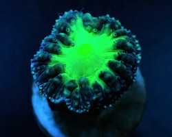 Blastomussa Wellsi (Green) (1 Hd.) (Frag) Xs