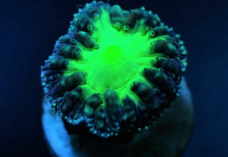 Blastomussa Wellsi (Green) (1 Hd.) (Frag) Xs