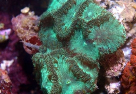 Blastomussa Wellsi (Green) 0-16 Polyps Ml