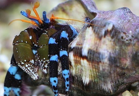 Calcinus (Hermit Crab Blue Leg) M