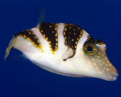 Canthigaster Coronata M