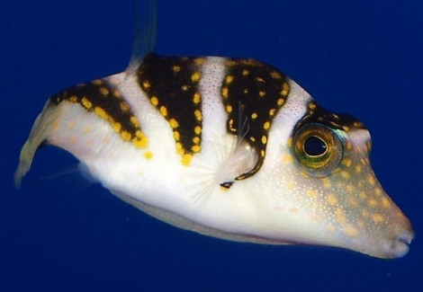 Canthigaster Coronata M