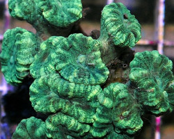 Caulastrea Curvata  (Green) L